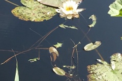 1_image00952