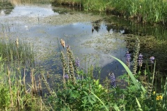 image00951